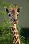 giraffe in its natural African enviroment