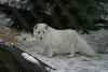 artic fox in the snow