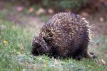 porcupine